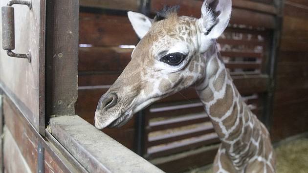 První letošní přírůstek v brněnské zoo. Mládě se narodilo nejstarší žirafě síťované Janette.