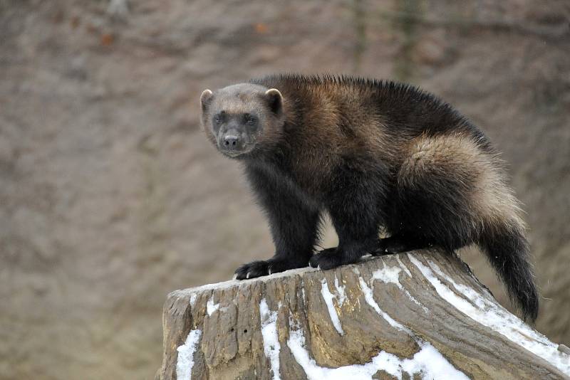 Zimní šampionát zvířat v brněnské ZOO - rosomák sibiřský.