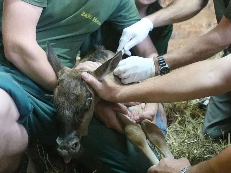 Mládě pakoně modrého očipoval zvěrolékař z brněnské zoologické zahrady.