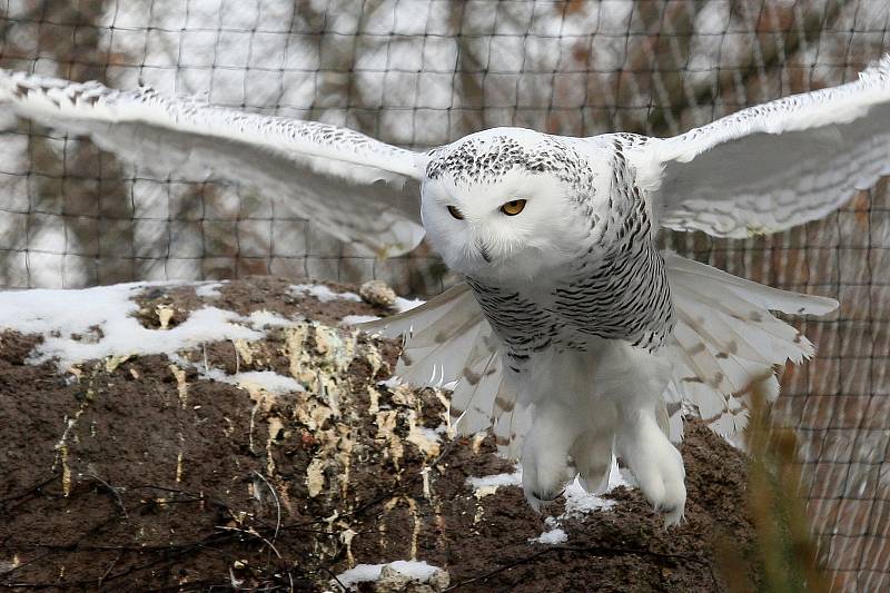 Zimní šampionát zvířat v brněnské ZOO -  sovice sněžní.