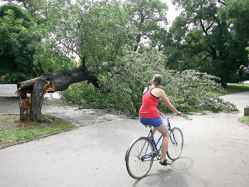 Spadlý strom v parku u Janáčkova divadla v Brně.