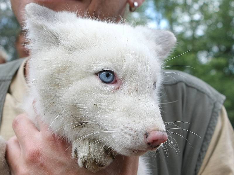 Pracovníci brněnské zoo očipovali lišky polární.
