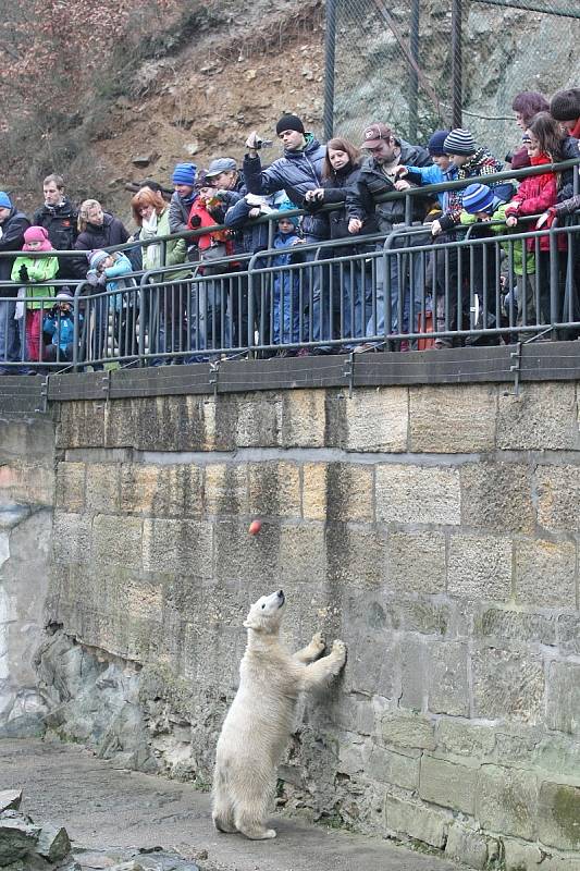 Štědrý den v brněnské zoo.