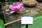 Viktorie královská otevřela v polovině srpna svůj letošní první květ v Botanické zahradě Přírodovědecké fakulty.