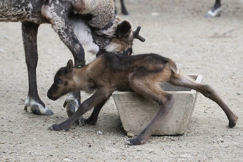 Brněnská zoologická zahrada.