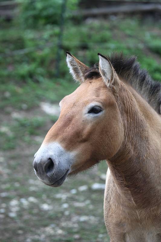 V brněnské zoo jsou nově k vidění dvě klisny koně Převalského, které do Brna dorazily z pražské zoologické zahrady.