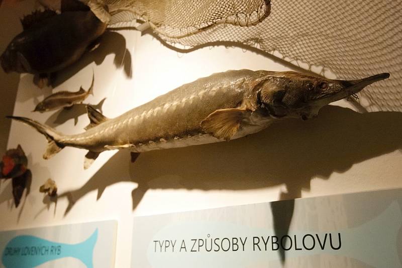 Výstavu věnovanou tématu ryb v lidové kultuře v úterý zahájilo Moravské zemské muzeum v Brně. Návštěvníci se dozvědí, jak se fenomén ryb odráží v lidové kultuře.