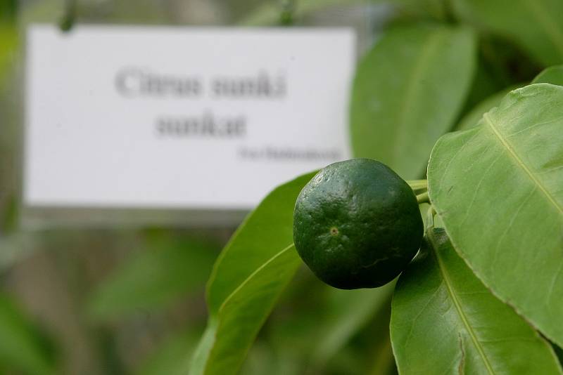 Výstava citrusů v brněnské botanické zahradě v Kotlářské ulici.