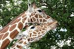 Taziyah, tedy vášnivá duše. Tak se od neděle jmenuje žirafí mládě z brněnské zoologické zahrady. Pokřtila ho basketbalistka Ivana Večeřová, která dlouho hrála v Brně.