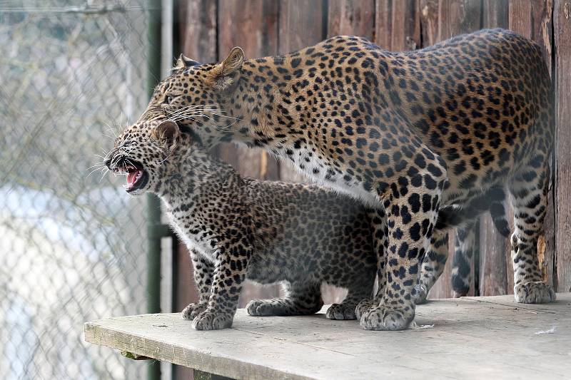 V sobotu nejen brněnská zoologická zahrada slavila světový den divoké přírody. Levhartice lidem ukázala tříměsíční mládě, medvědi se radostně klouzali po zamrzlém jezírku a hráli si s ledem.