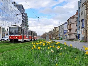 Rozkvetlý tramvajový pás na Nových sadech v Brně.