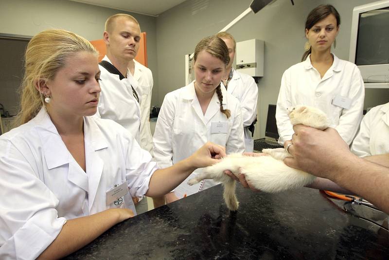 Zahraniční studentky se učily základní vyšetření králíka. Vedoucí kliniky chorob ptáků, plazů a drobných savců Zdeněk Knotek zase studentům ukazoval, jak správně chytit hada a otevřít mu tlamu, aby mu mohli například podat léky.