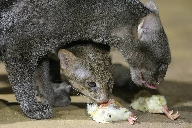 První úspěšný odchov mláděte šelmy jaguarundi v brněnské zoo v roce 2012. Letošního listopadu samice porodila další kotě. Zatím jej ale střeží tak žárlivě, že chovatelé o mláděti vědí jen to, že se narodilo.