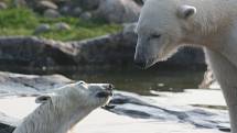 Lední medvěd Bill v Zoo Gelsenkirchen.