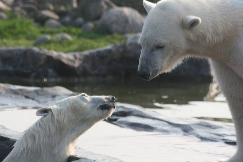 Lední medvěd Bill v Zoo Gelsenkirchen.