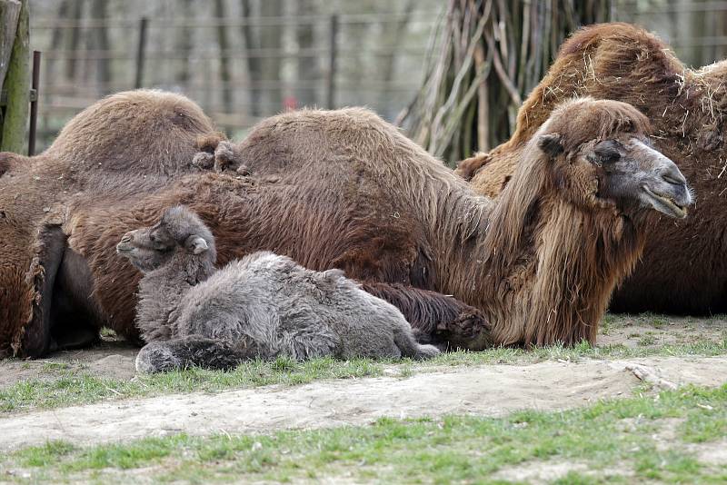 Brněnská ZOO-