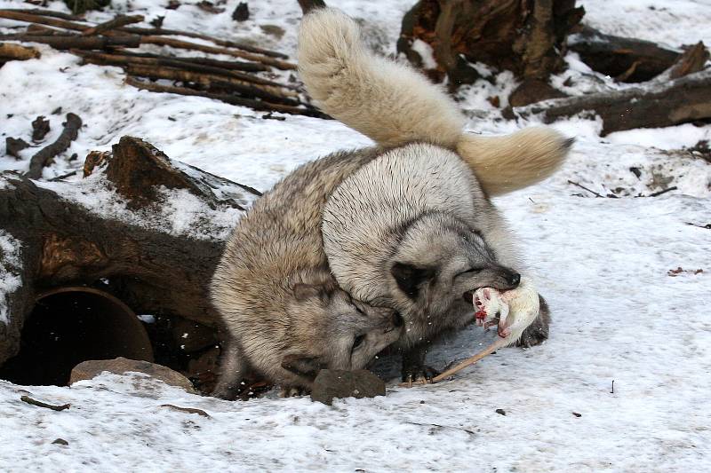 Zimní šampionát zvířat v brněnské ZOO -  liška polární.