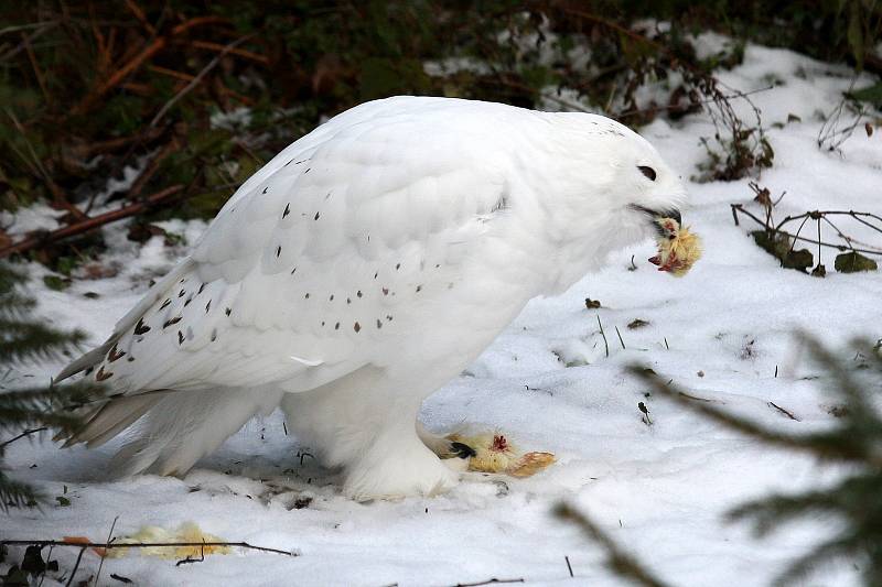 Zimní šampionát zvířat v brněnské ZOO -  sovice sněžní.