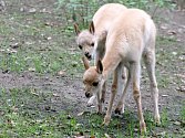 Dva nové přírustky brněnské zoologické zahrady - lama vikuňa.