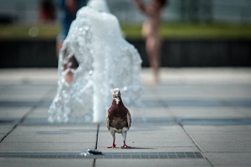 Brno v horkém počasí. Ilustrační foto