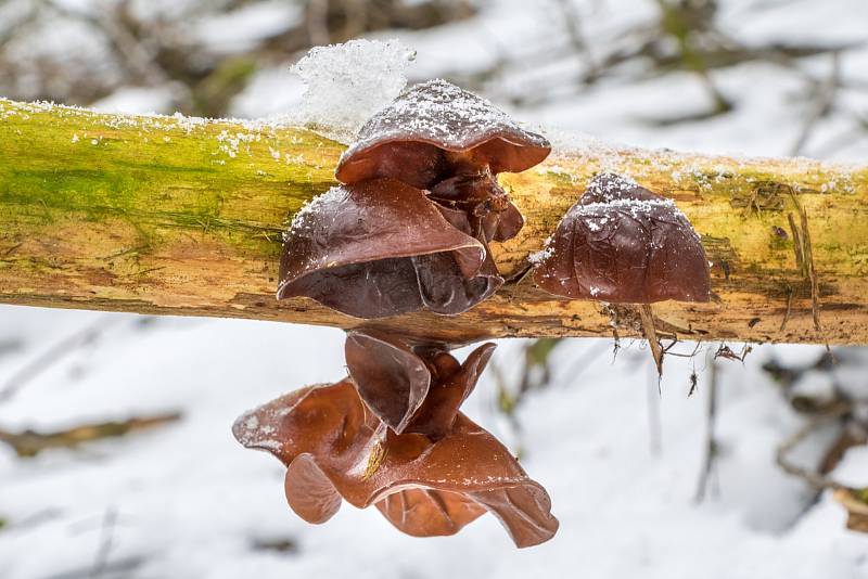 Ani v zimních měsících se lidé nemusejí vzdávat houbaření. Na snímku je boltcovitka bezová známá jako ucho Jidášovo, jedlá houba.