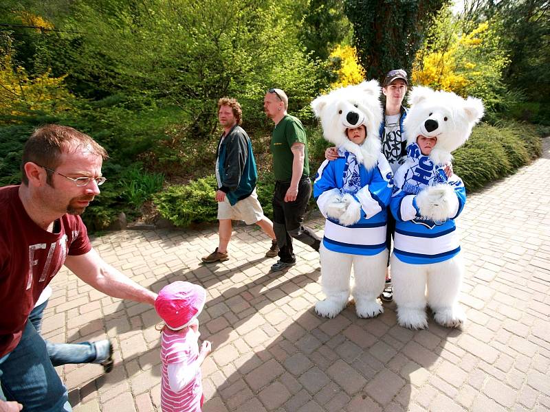 Křest ledních medvědů v brněnské zoo.