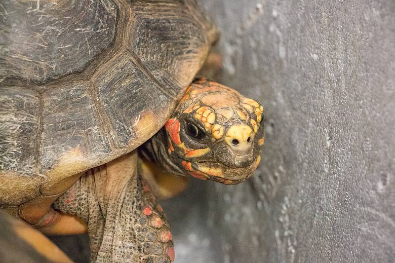 V Brně se konala tradiční terarijní burza Fauna Hobby. Lidé zde sehnali například ještěrky, hady či pavouky.