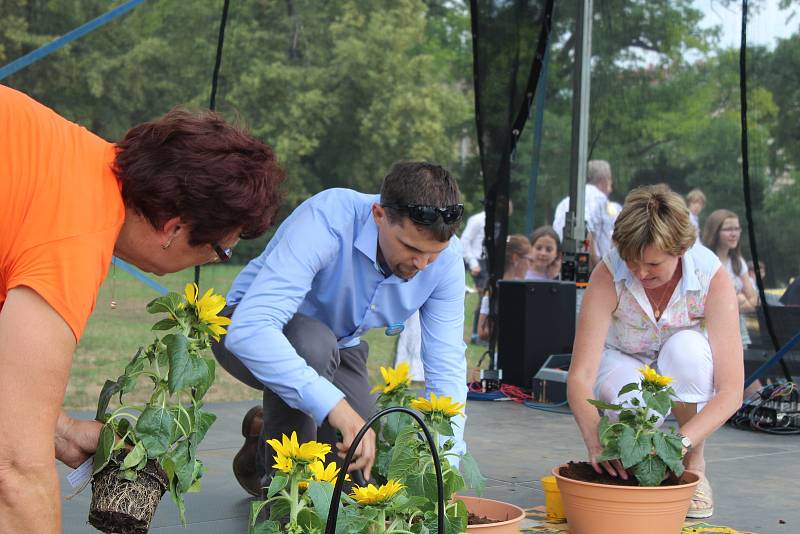 Zástupci města a rodinných organizací v úterý odpoledne sázeli na Moravském náměstí slunečnice. Upozornili tak na potíže pacientů s roztroušenou sklerózou při akci Rozsvítíme Českou republiku.