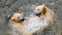 Brněnské zoo je v odchovu ledních medvědů úspěšné.