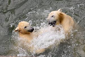 Brněnské zoo je v odchovu ledních medvědů úspěšné.