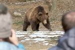 V sobotu nejen brněnská zoologická zahrada slavila světový den divoké přírody. Levhartice lidem ukázala tříměsíční mládě, medvědi se radostně klouzali po zamrzlém jezírku a hráli si s ledem.