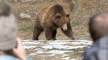 V sobotu nejen brněnská zoologická zahrada slavila světový den divoké přírody. Levhartice lidem ukázala tříměsíční mládě, medvědi se radostně klouzali po zamrzlém jezírku a hráli si s ledem.