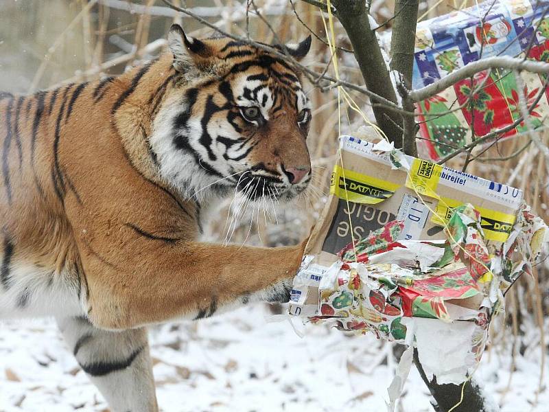 Tygří Vánoce v brněnské zoo.