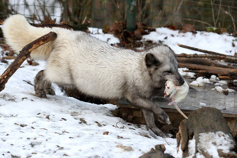 Zimní šampionát zvířat v brněnské ZOO -  liška polární.