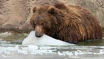 V sobotu nejen brněnská zoologická zahrada slavila světový den divoké přírody. Levhartice lidem ukázala tříměsíční mládě, medvědi se radostně klouzali po zamrzlém jezírku a hráli si s ledem.