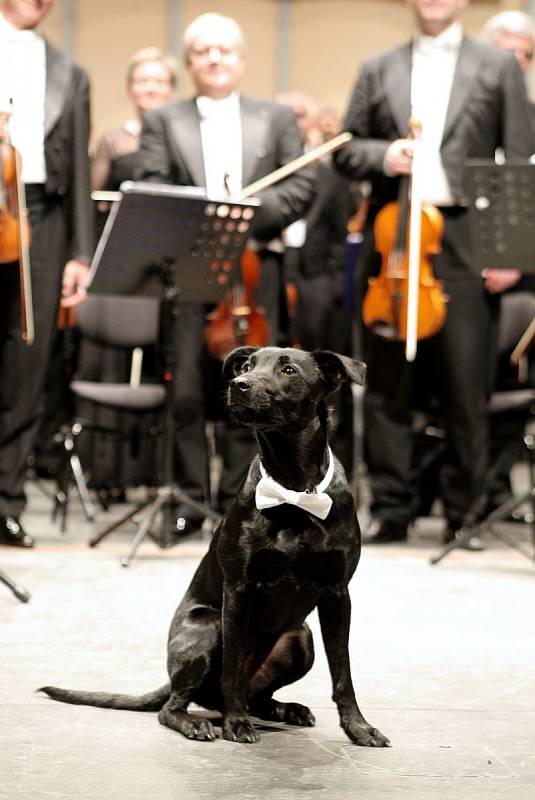 Fenka černé barvy jménem Londi se stala hledaným dvojníkem psa Lumíra, jehož snímky zdobí plakáty Filharmonie Brno. A ve čtvrtek večer se vyfotila spolu s orchestrem v Janáčkově divadle.