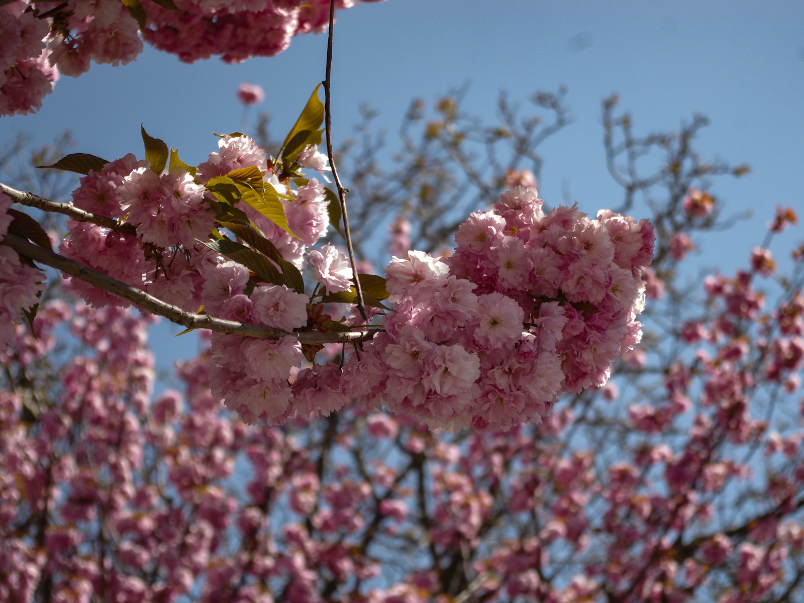 Jih Moravy v růžovém: podívejte se, jak krásně rozkvetly japonské třešně -  Vyškovský deník