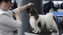 Na mezinárodní výstavu psů na Brněnském výstavišti přihlásili majitelé více než čtyři tisíce zvířat. Výstava zaplnila tři pavilony.