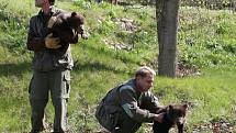 Po čipovaní mají chovatelé brněnské zoologické zahrady jasno. Obě kamčatská medvíďata jsou kluci.