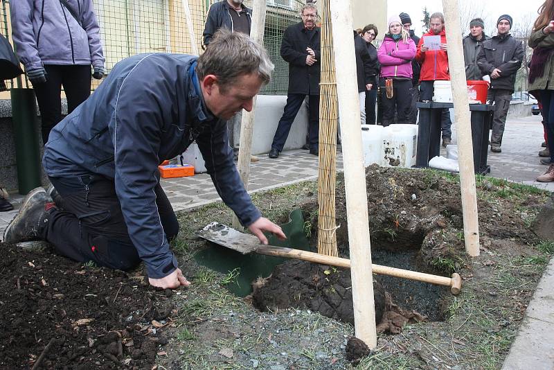 Komentováné sázení stromu netradiční metodou v brněnské Gallašově ulici.