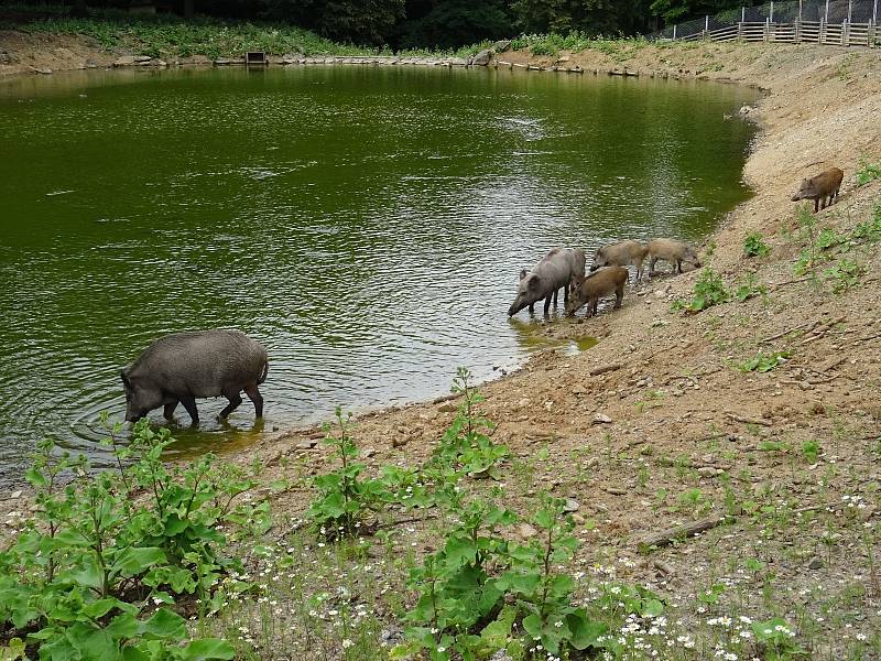 Obora Holedná nabízí příjemnou procházku i pohled na volně žijící zvířata.