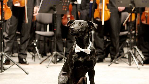 Fenka černé barvy jménem Londi se stala hledaným dvojníkem psa Lumíra, jehož snímky zdobí plakáty Filharmonie Brno. A ve čtvrtek večer se vyfotila spolu s orchestrem v Janáčkově divadle.