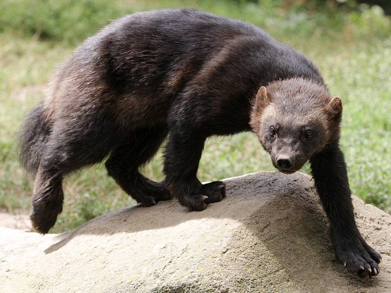 Medvědi i rosomáci v zoo se rozrostli o Bruna a Vasila.