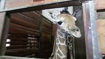 První letošní přírůstek v brněnské zoo. Mládě se narodilo nejstarší žirafě síťované Janette.