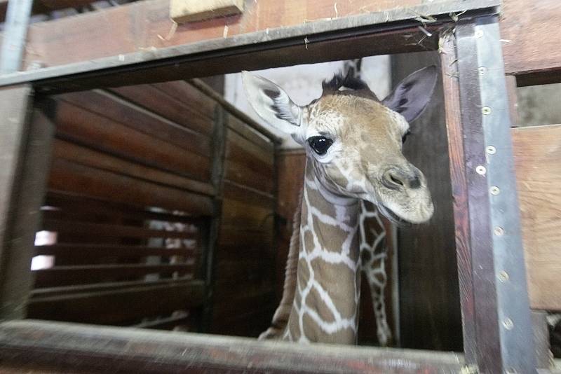 První letošní přírůstek v brněnské zoo. Mládě se narodilo nejstarší žirafě síťované Janette.