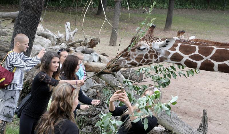 Nedělní den v brněnské zoologické zahradě patřil žirafám. Na jednadvacátého června totiž připadl jejich mezinárodní den.