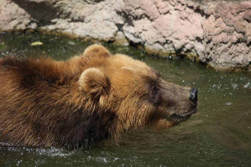 Samice medvěda kamčatského Irina v brněnské zoo.