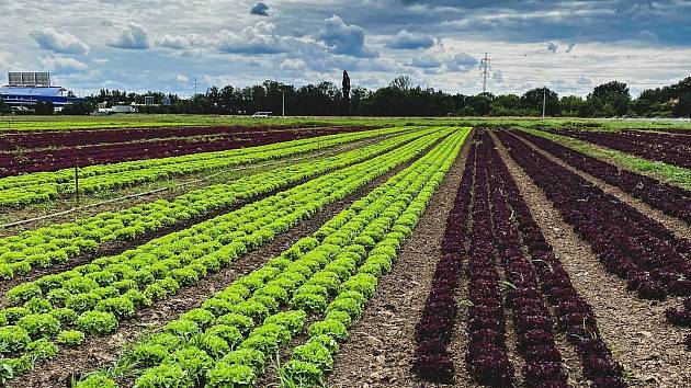 Na vrcholu sezony zaměstnává Farma Ráječek sedmdesát lidí. Pro zeleninu k nim denně míří desítky obchodníků.