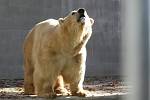 Samec ledního medvěda Umca v brněnské zoo. Uhynul v sobotu 18. srpna.
