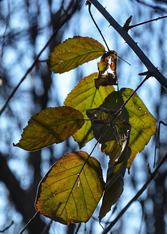 Putování kolem Střelic bylo plné kouzelných detailů i neobvyklých pohledů. Fotografka si vyhrála se skleněnou koulí.